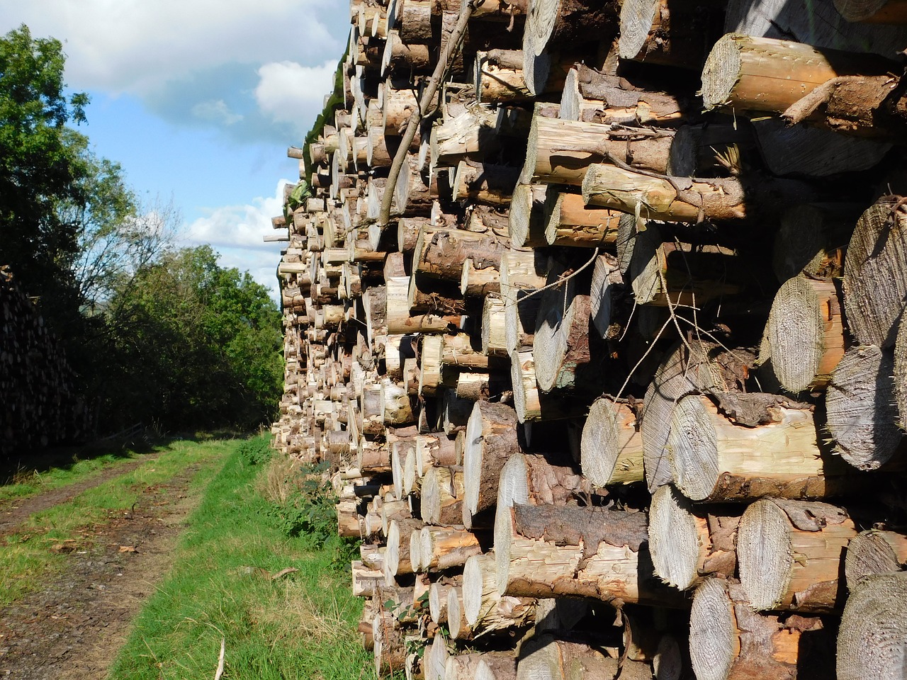 log tree lumber free photo