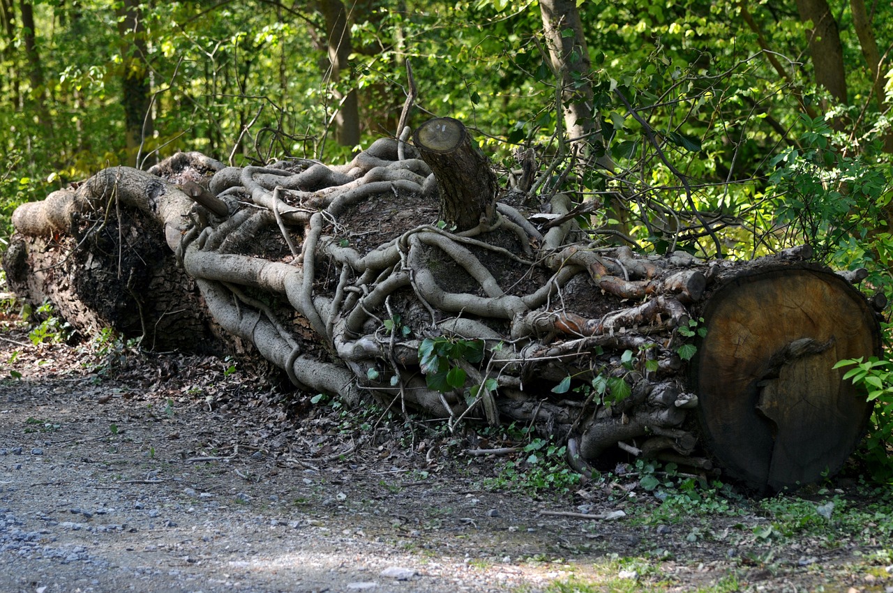 log lying root free photo