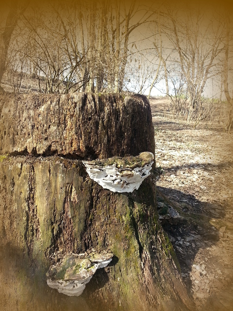 log tree fungus tree free photo