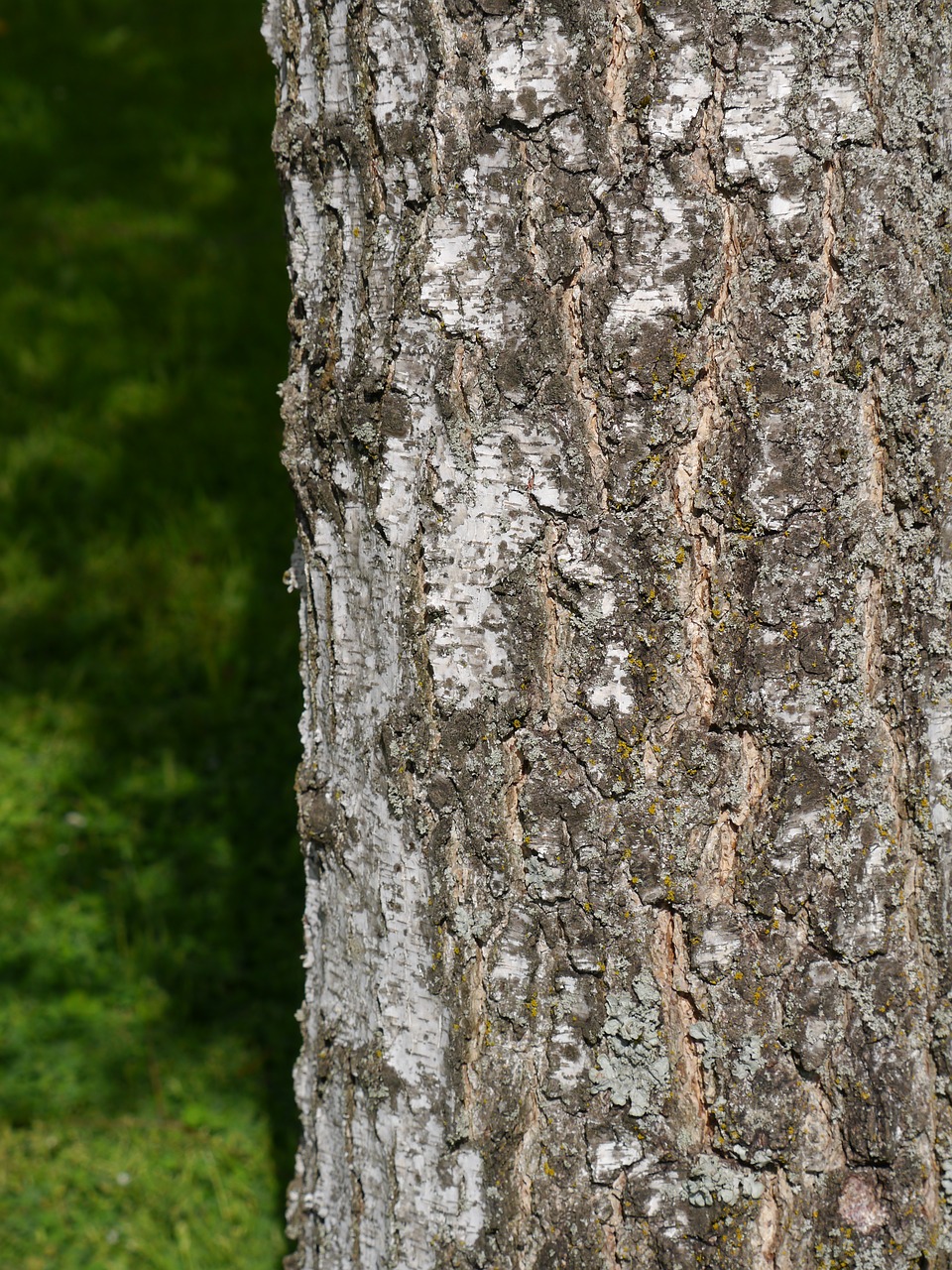 log tree bark free photo