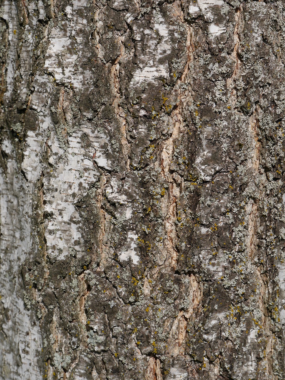 log tree bark free photo