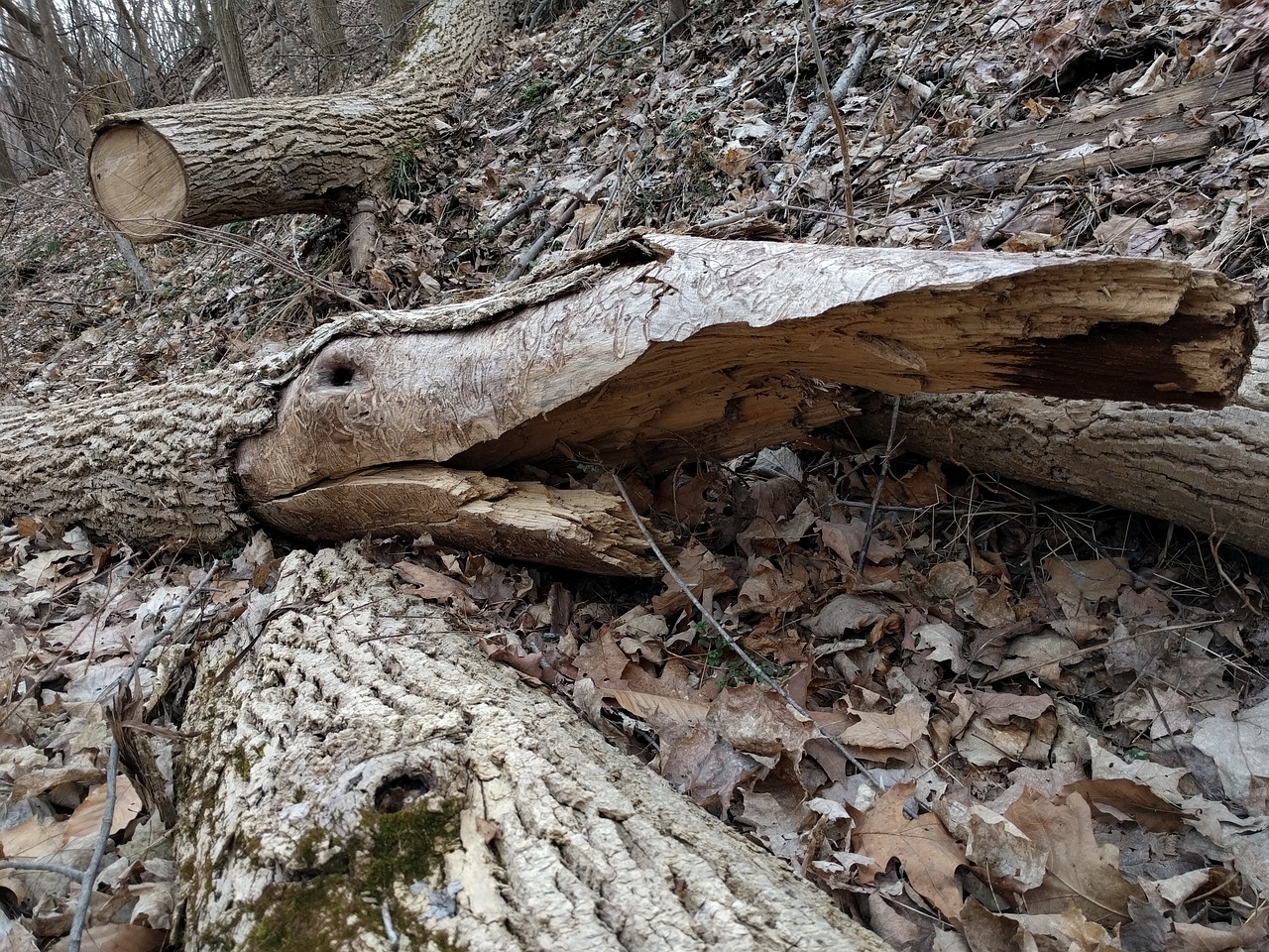 log wood fallen trees free photo
