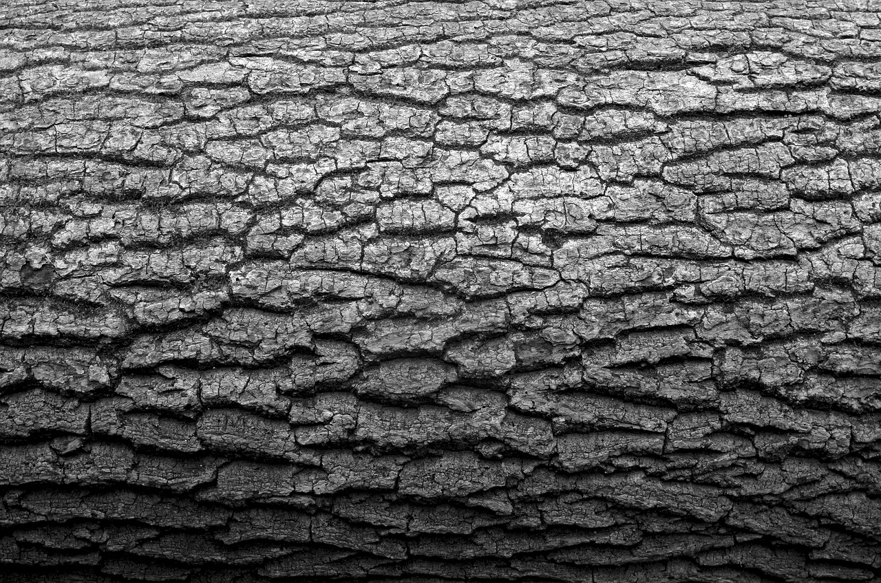 log minimal black and white free photo