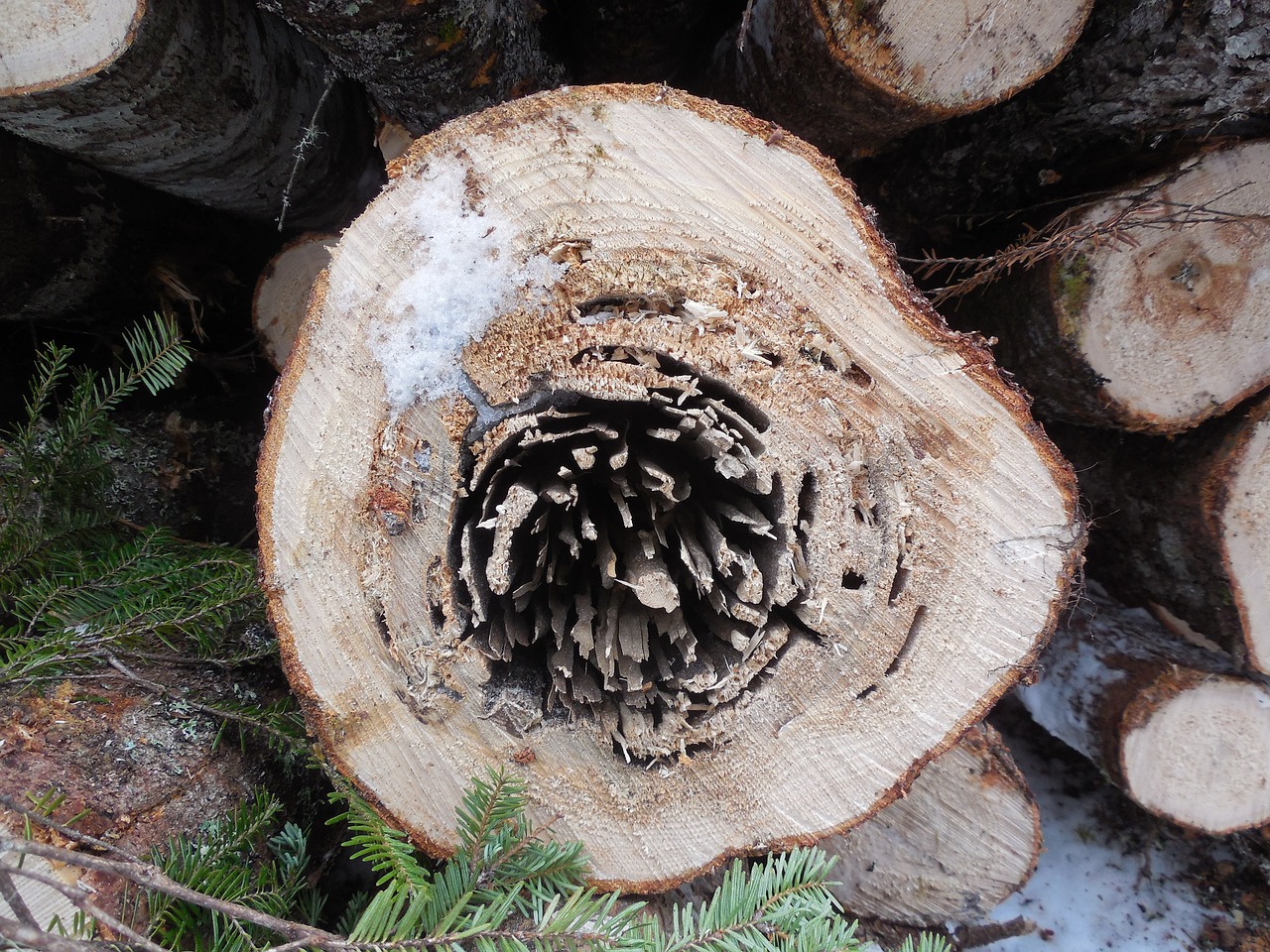 log wood tree free photo