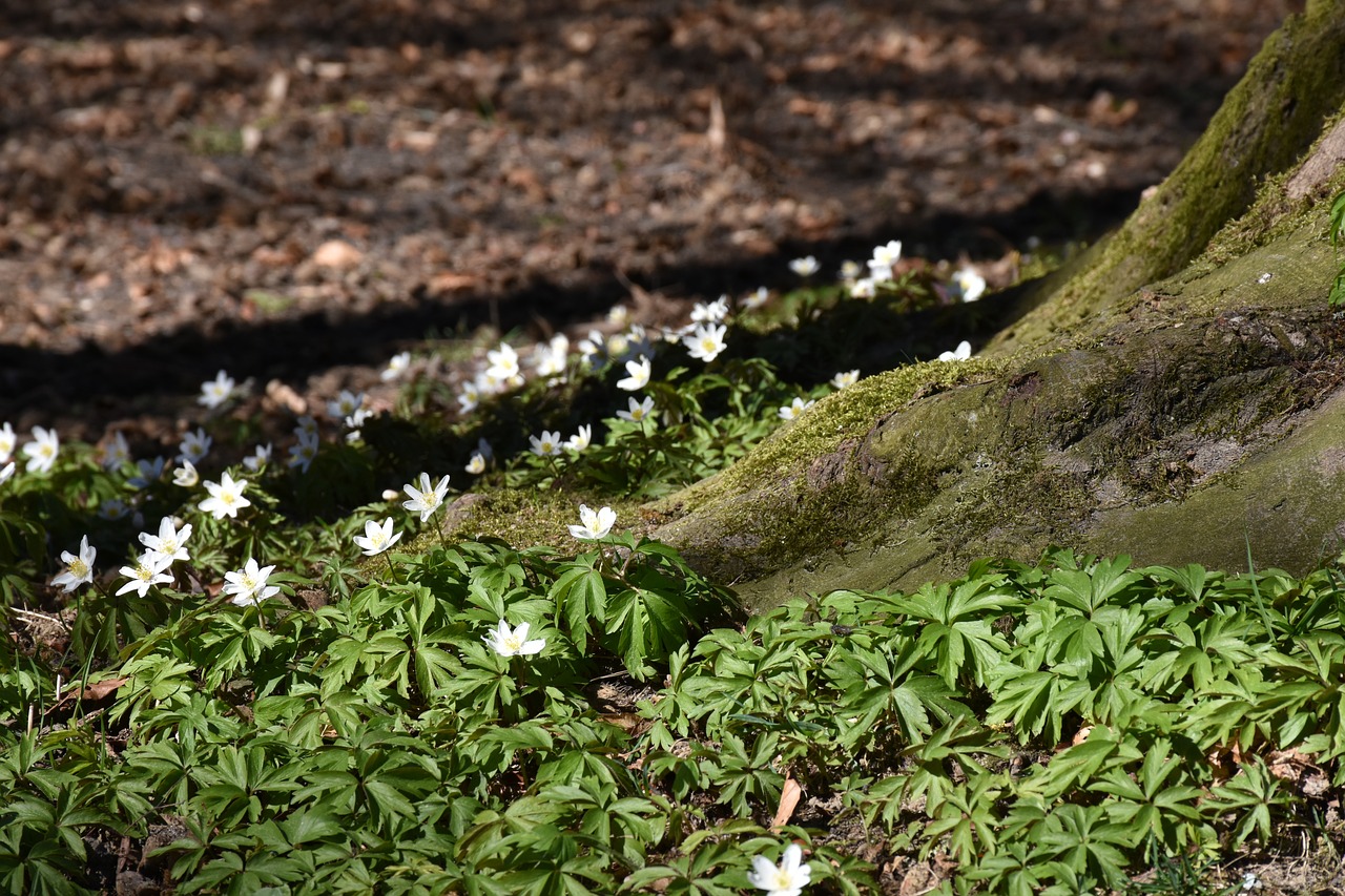 log root spring free photo