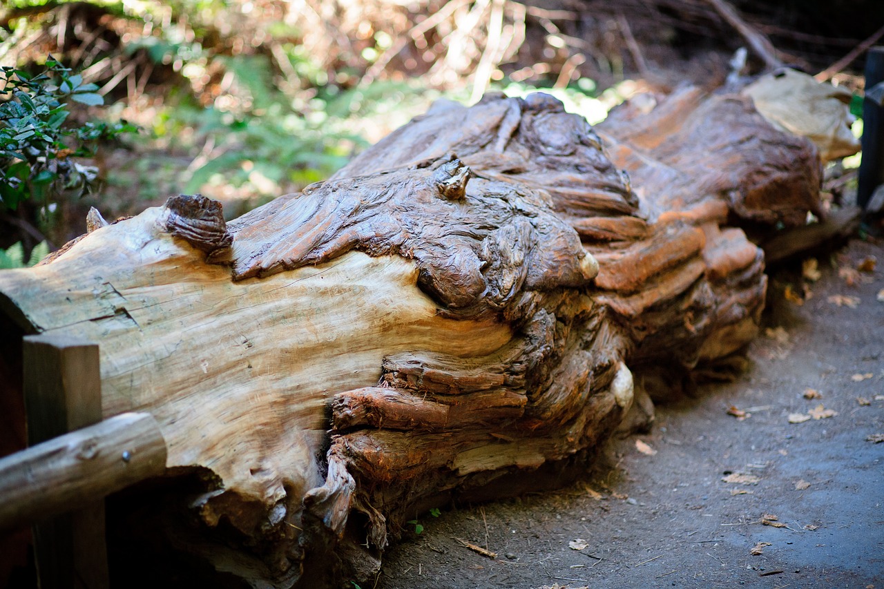 log woods nature free photo