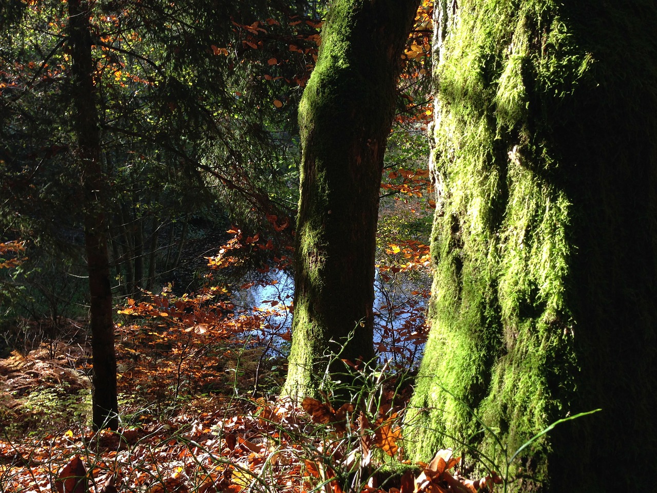 log tree moss free photo