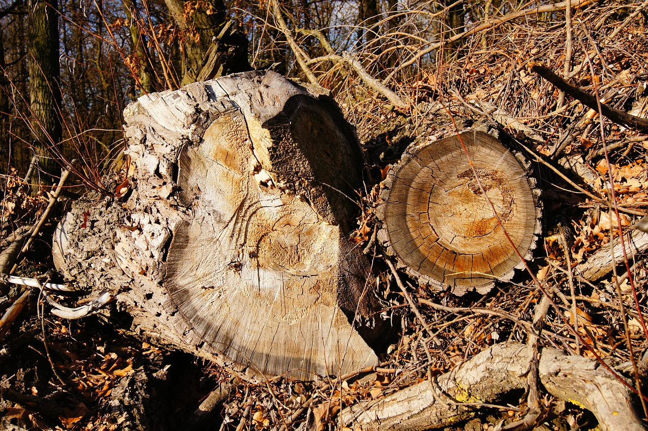 log annual rings wood free photo