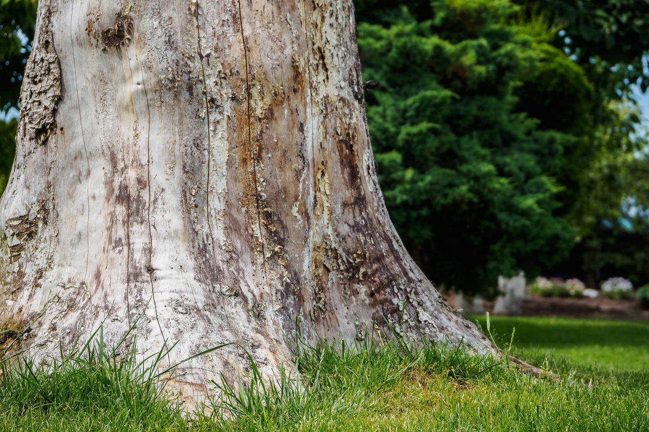 log bark nature free photo