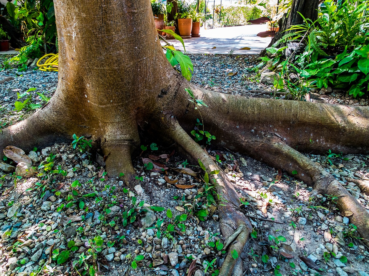 log tree bark free photo