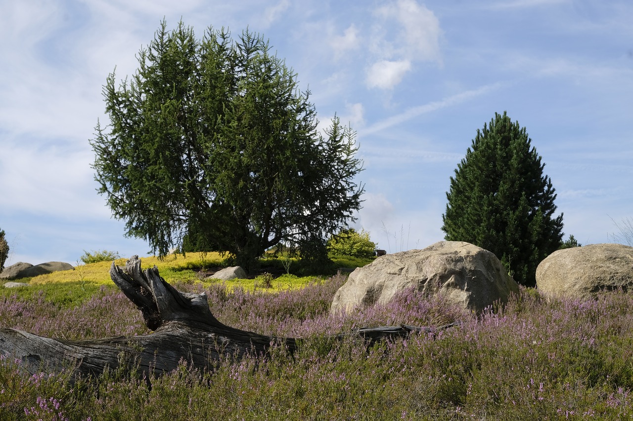 log meadow landscape free photo