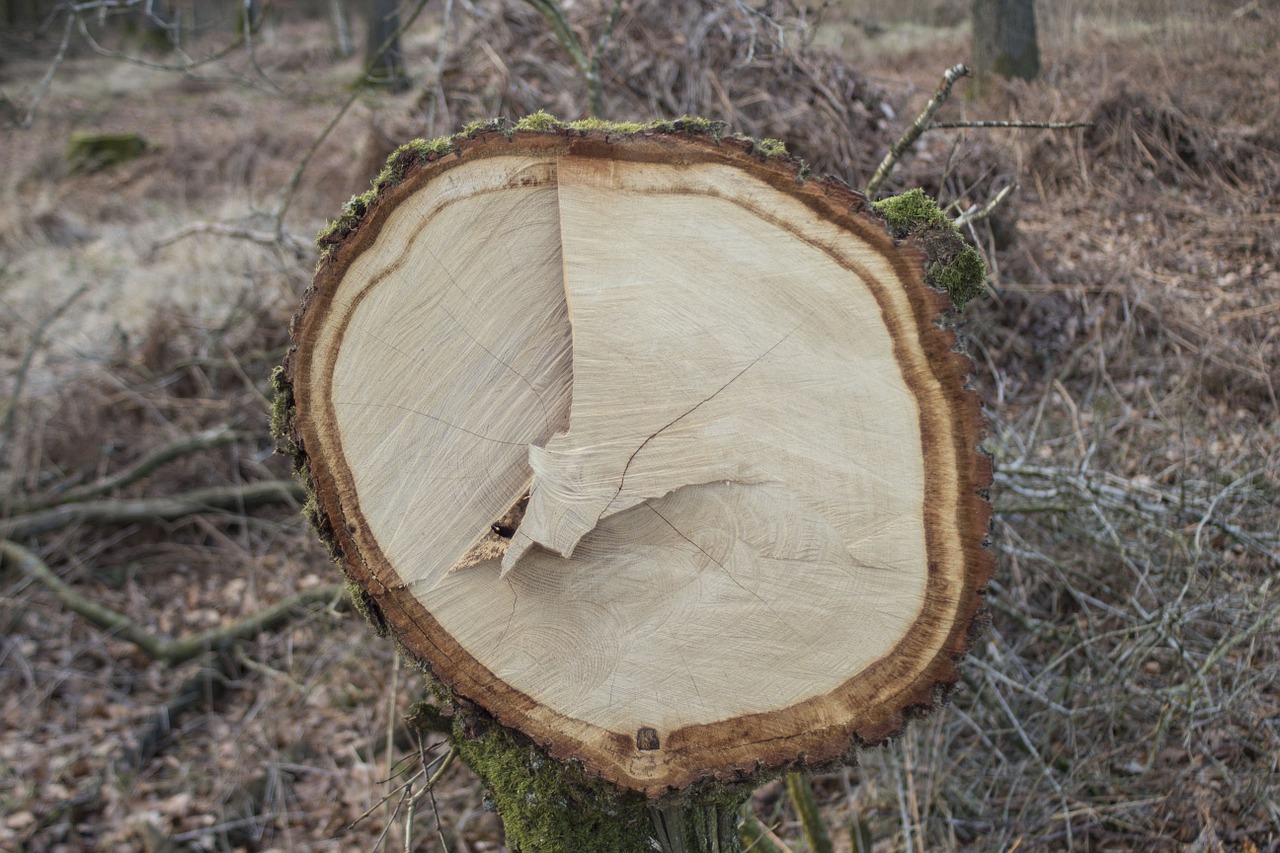 log bark sawed off free photo