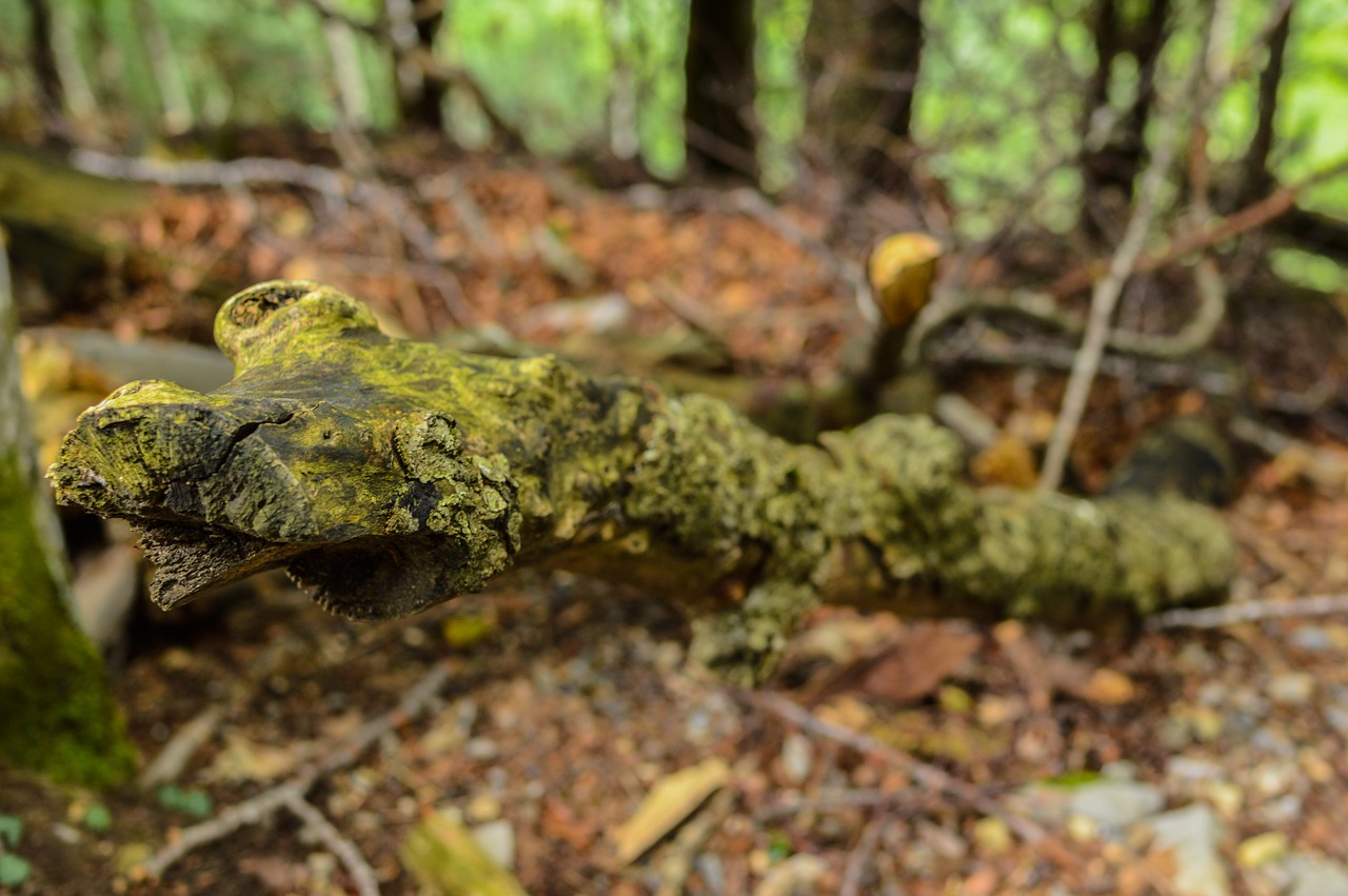 log tribe deciduous forest free photo