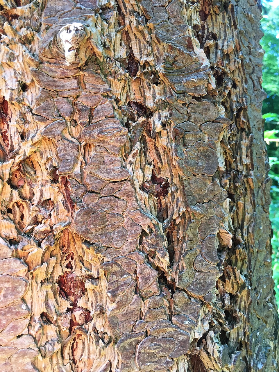 log tree bark close free photo