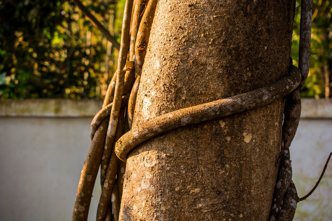 log tree bark free photo