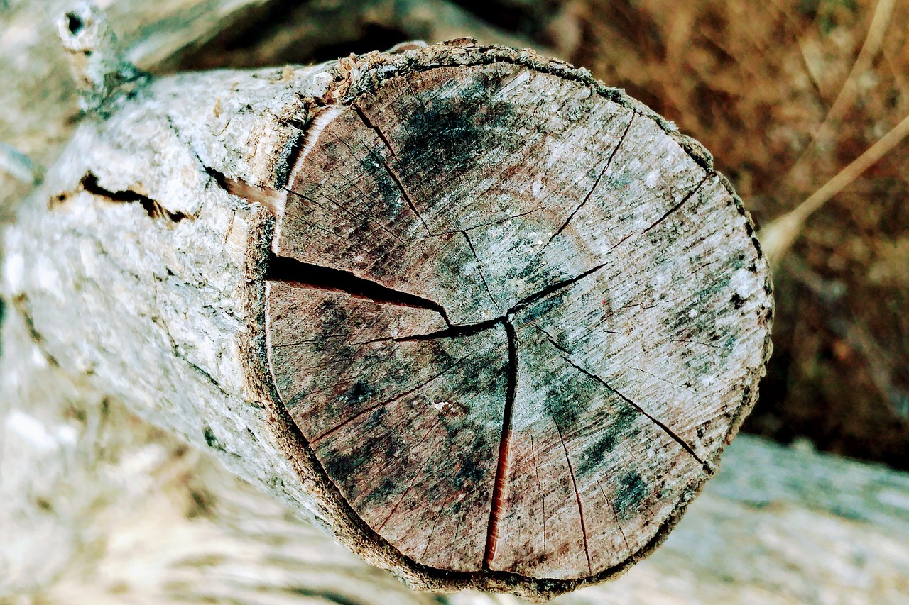 log cracked wood free photo