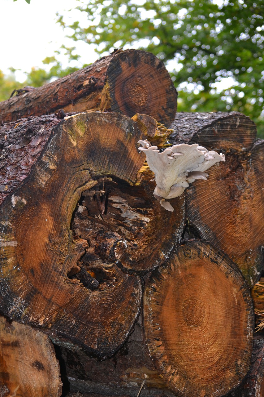 log mushroom forest free photo