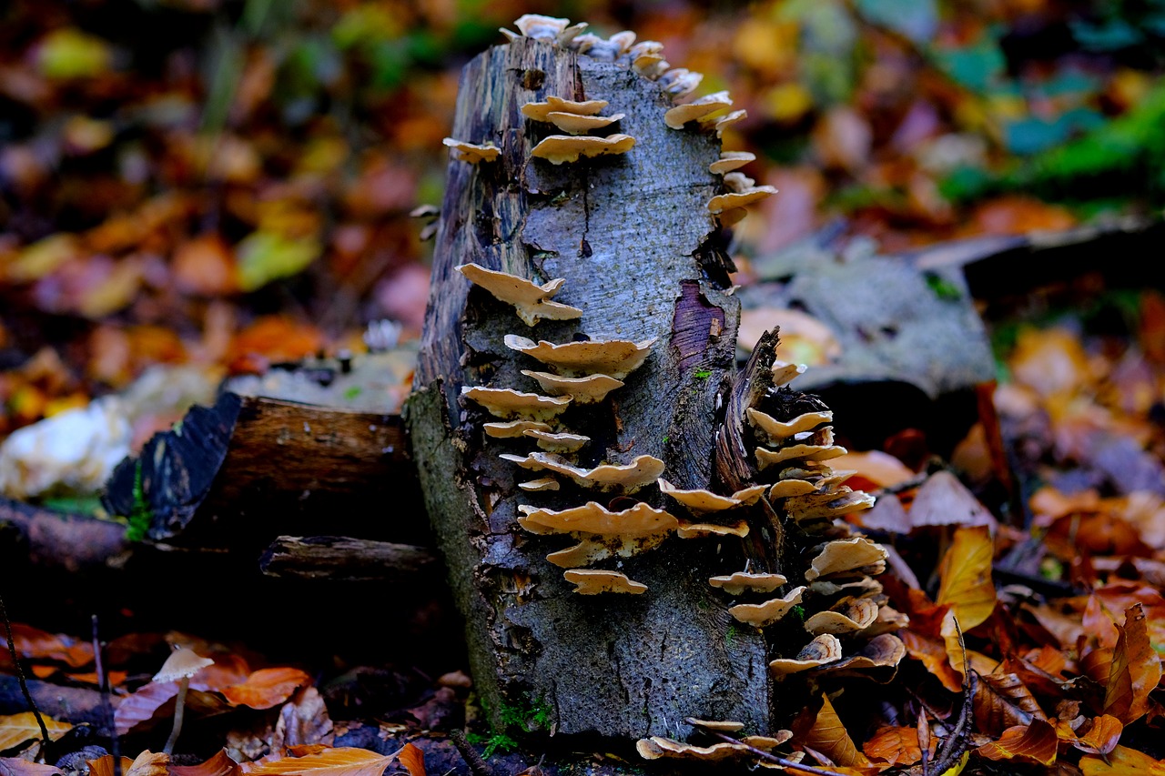 log mushrooms nature free photo
