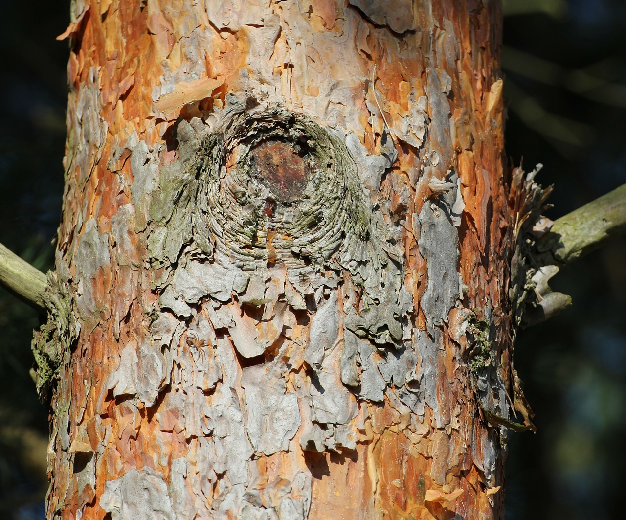 log bark pine free photo