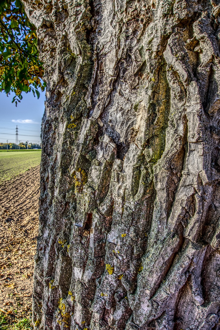 log bark structure free photo