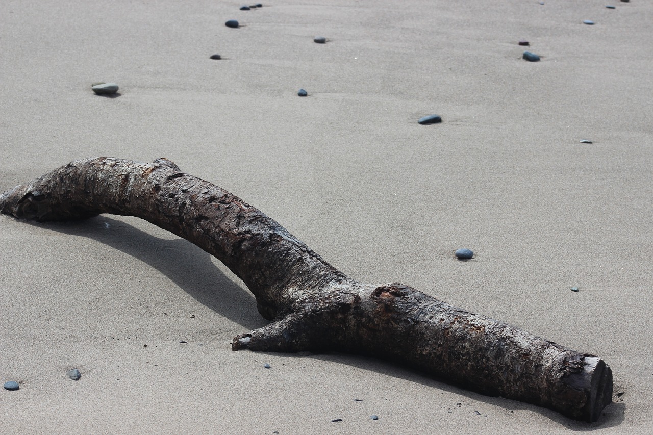 log sand beach free photo