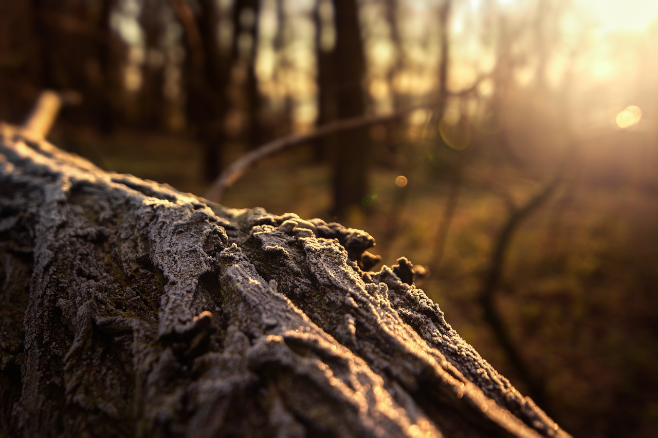 log forest hoarfrost free photo