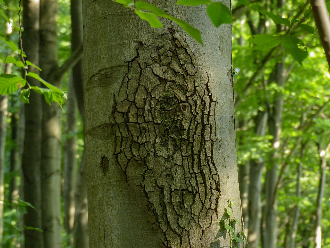 log bark nature free photo