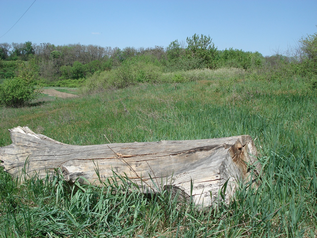 log stump wood free photo