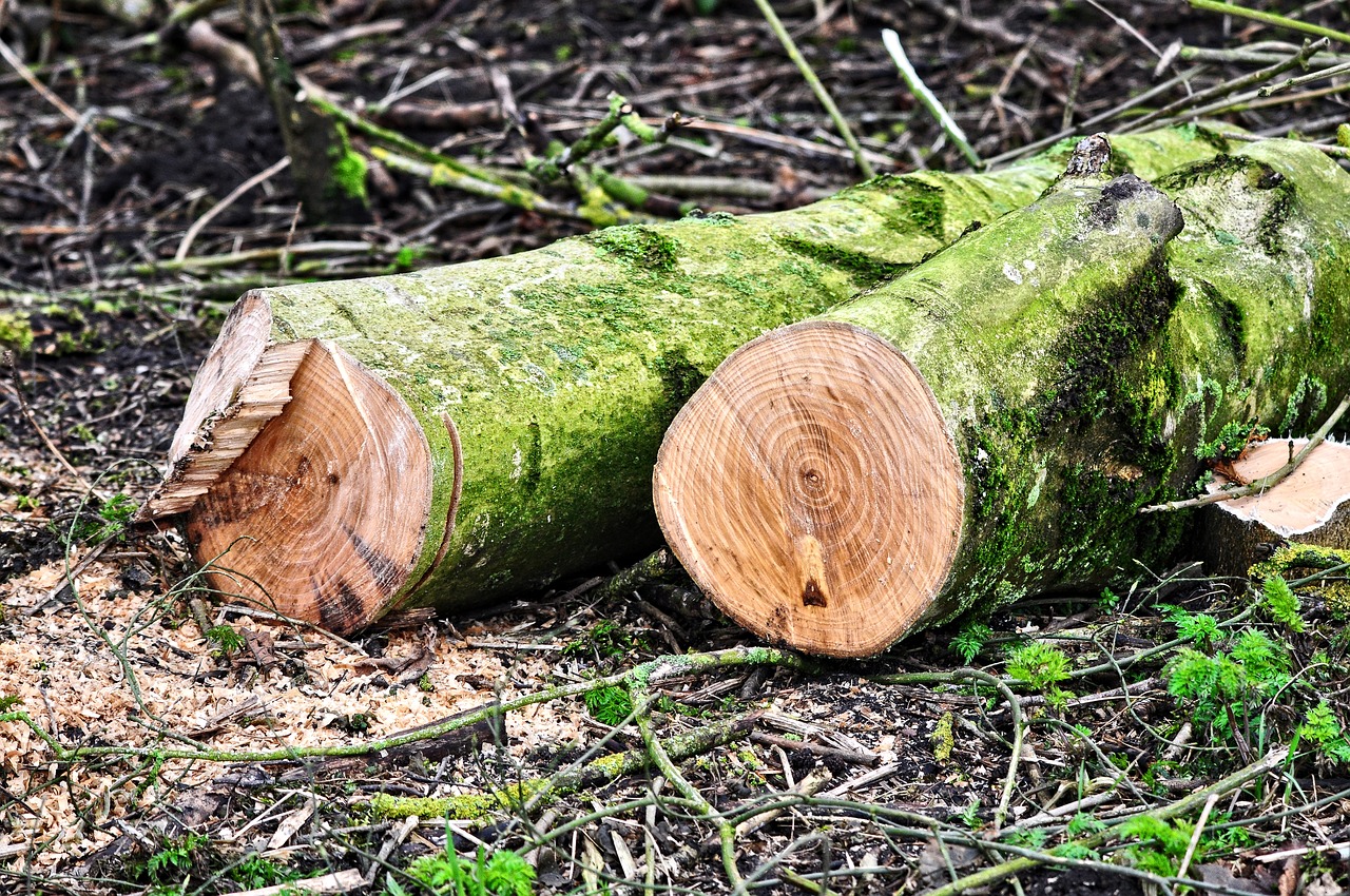 log tree trunk wood free photo