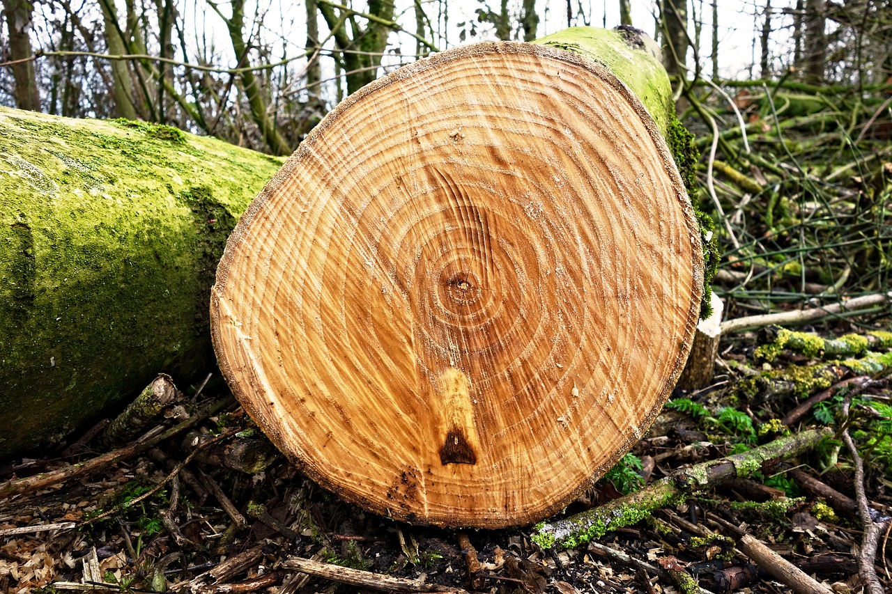 log tree trunk wood free photo