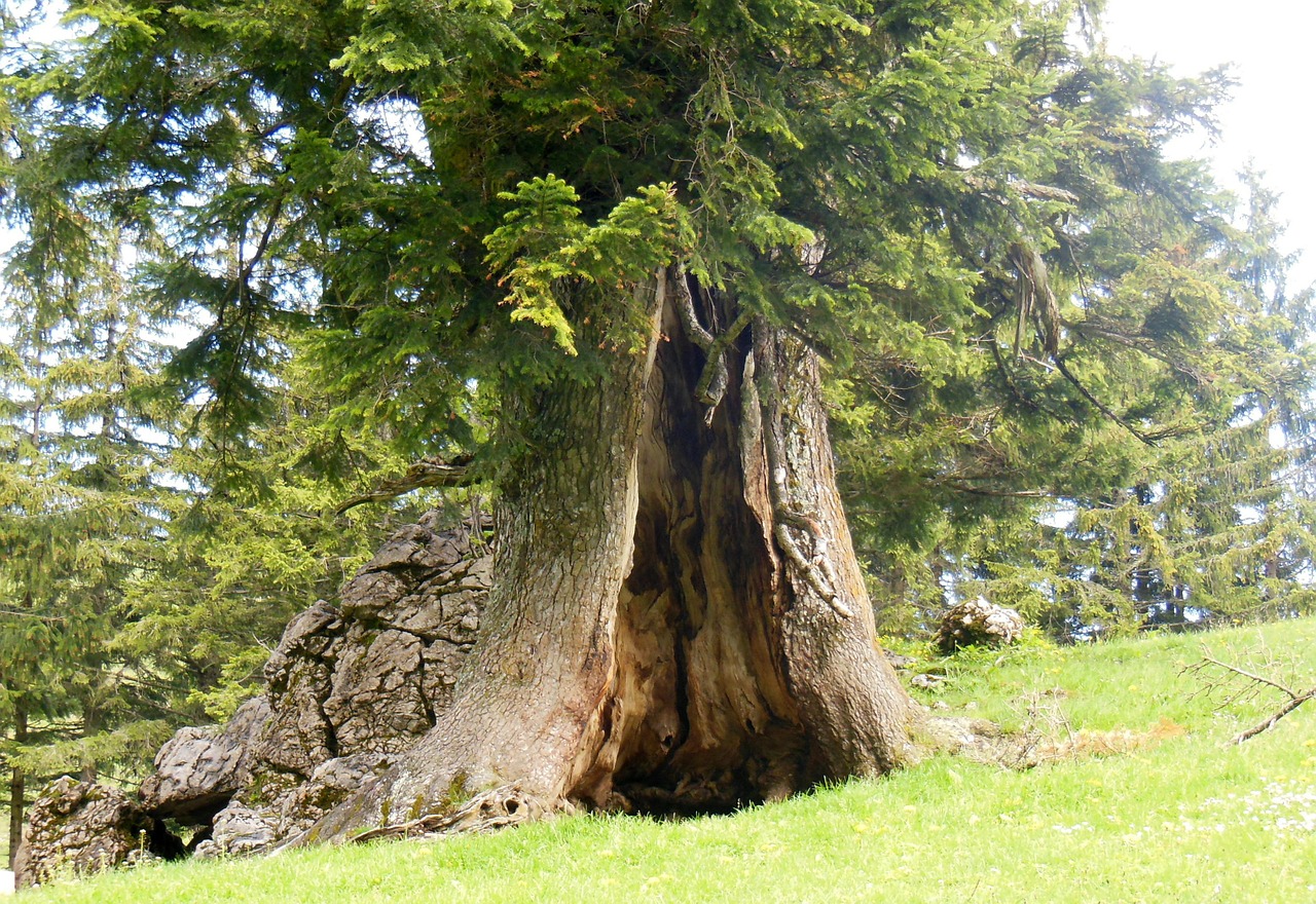 log cave tree cave free photo