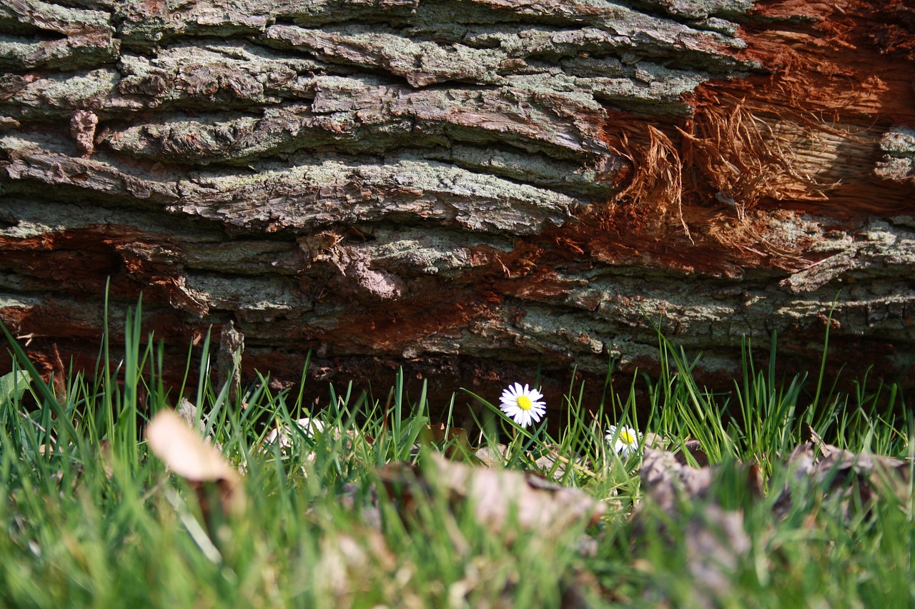 log  daisy  nature free photo