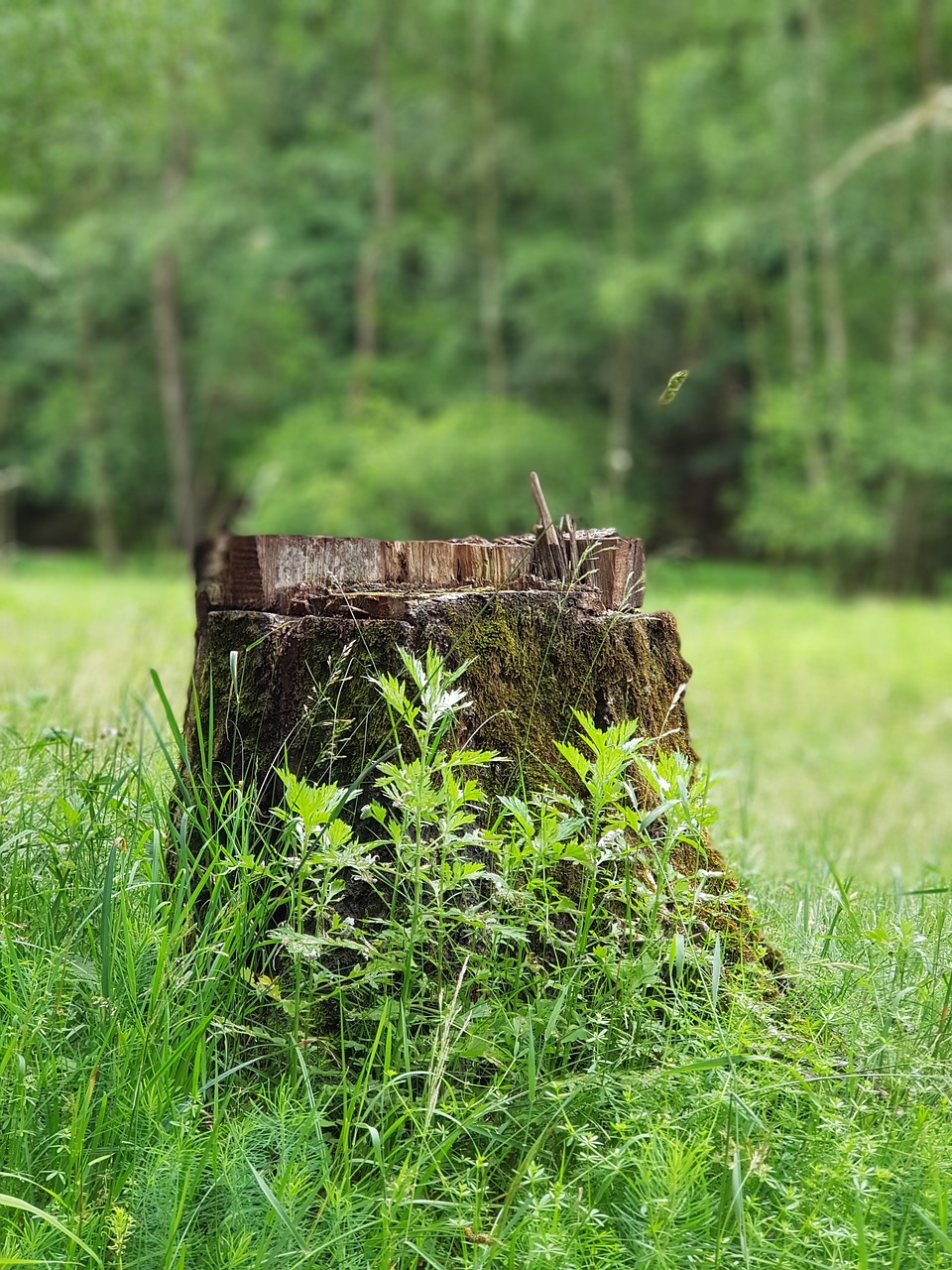 log  nature  forest free photo