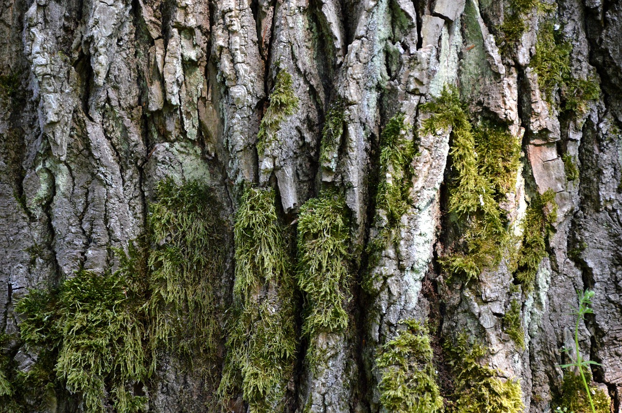 log  bark  moss free photo