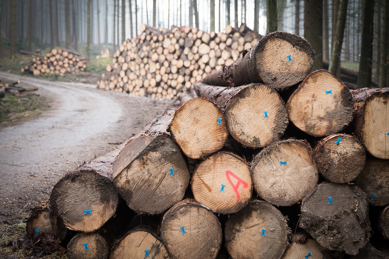 log  wood  forest free photo