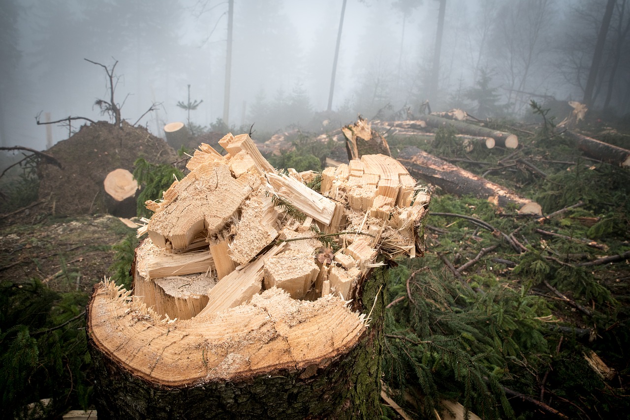 log  wood  forest free photo