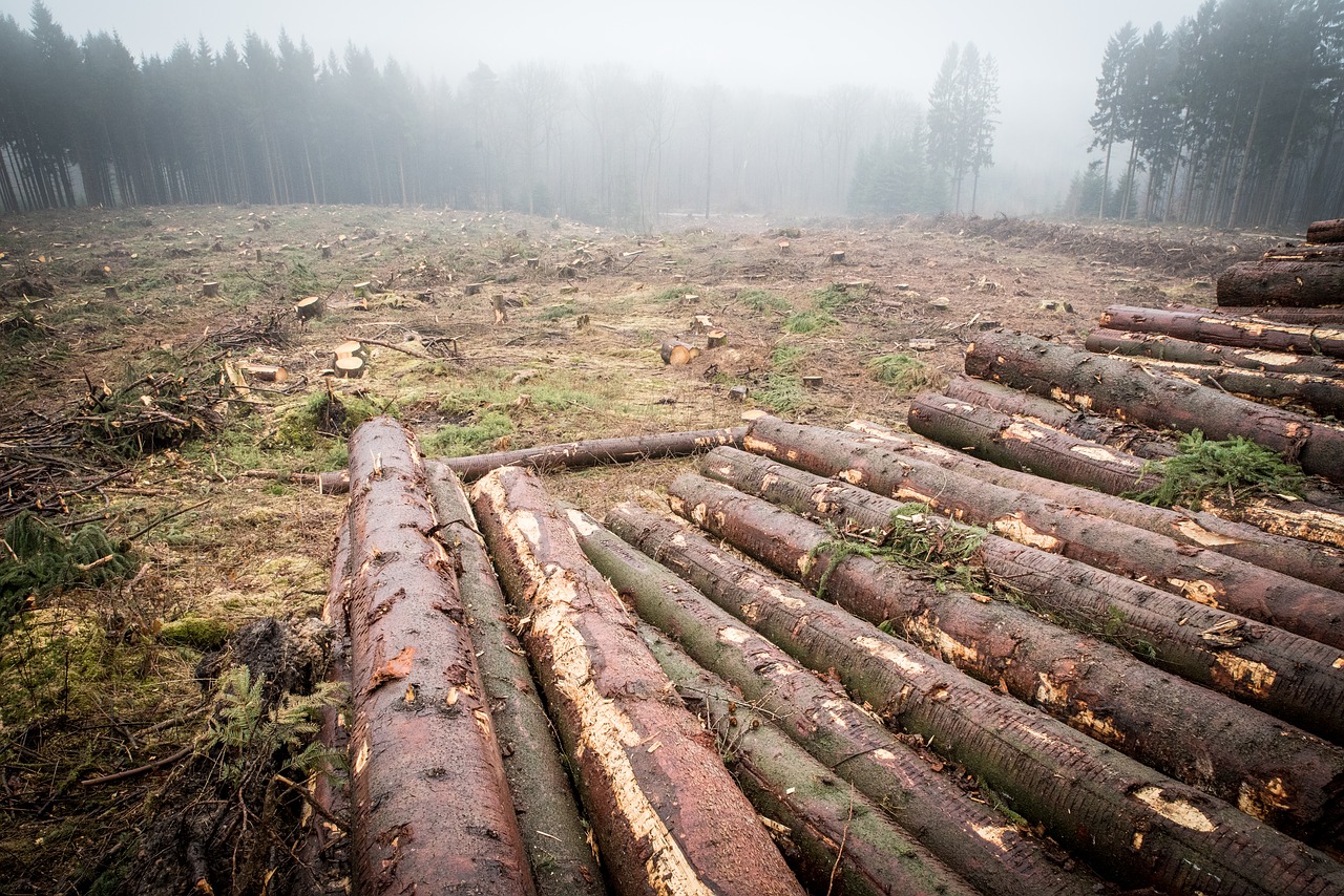 log  wood  forest free photo