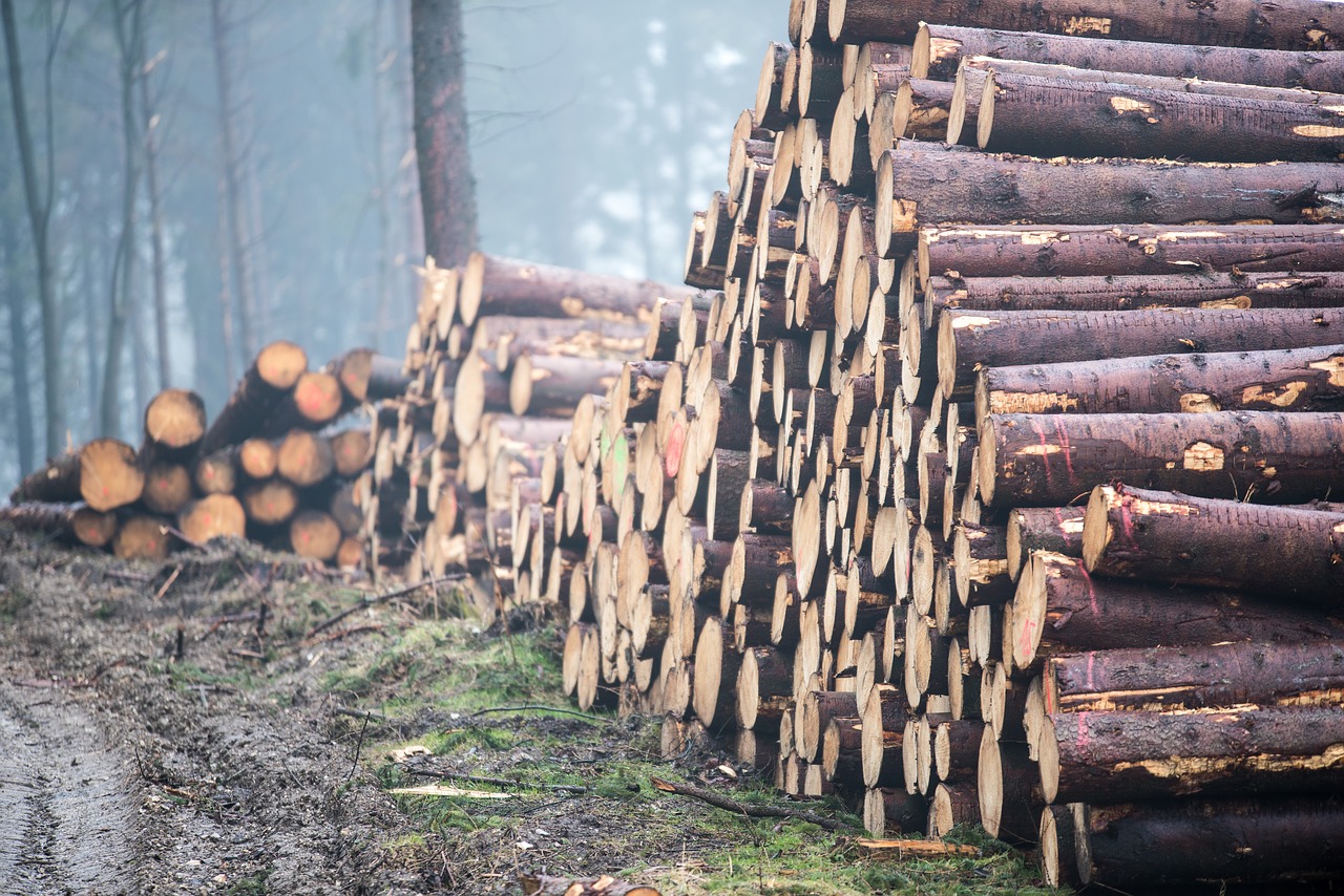 log  wood  forest free photo