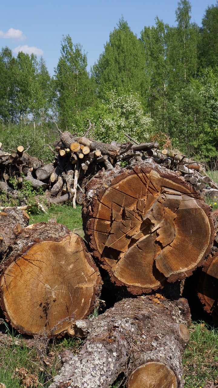 log cutoffs tree wood industry free photo