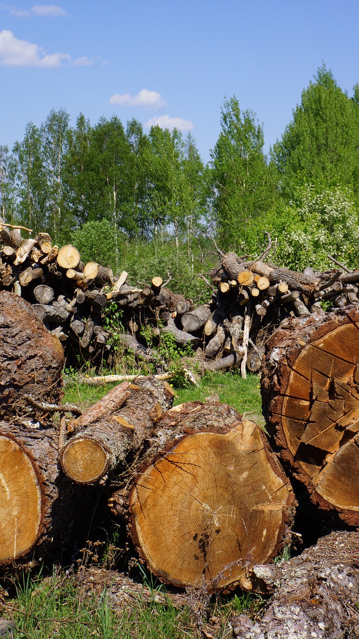 log cutoffs tree wood industry free photo