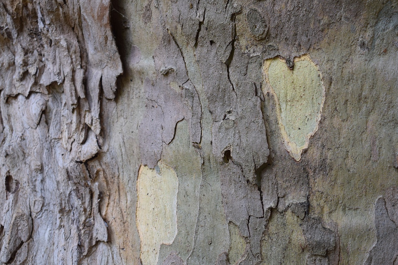 log  plane  nature free photo