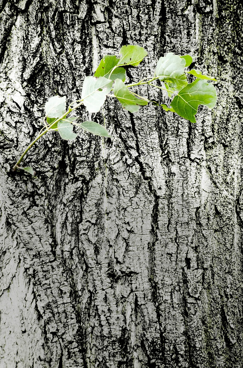 log bark drive free photo