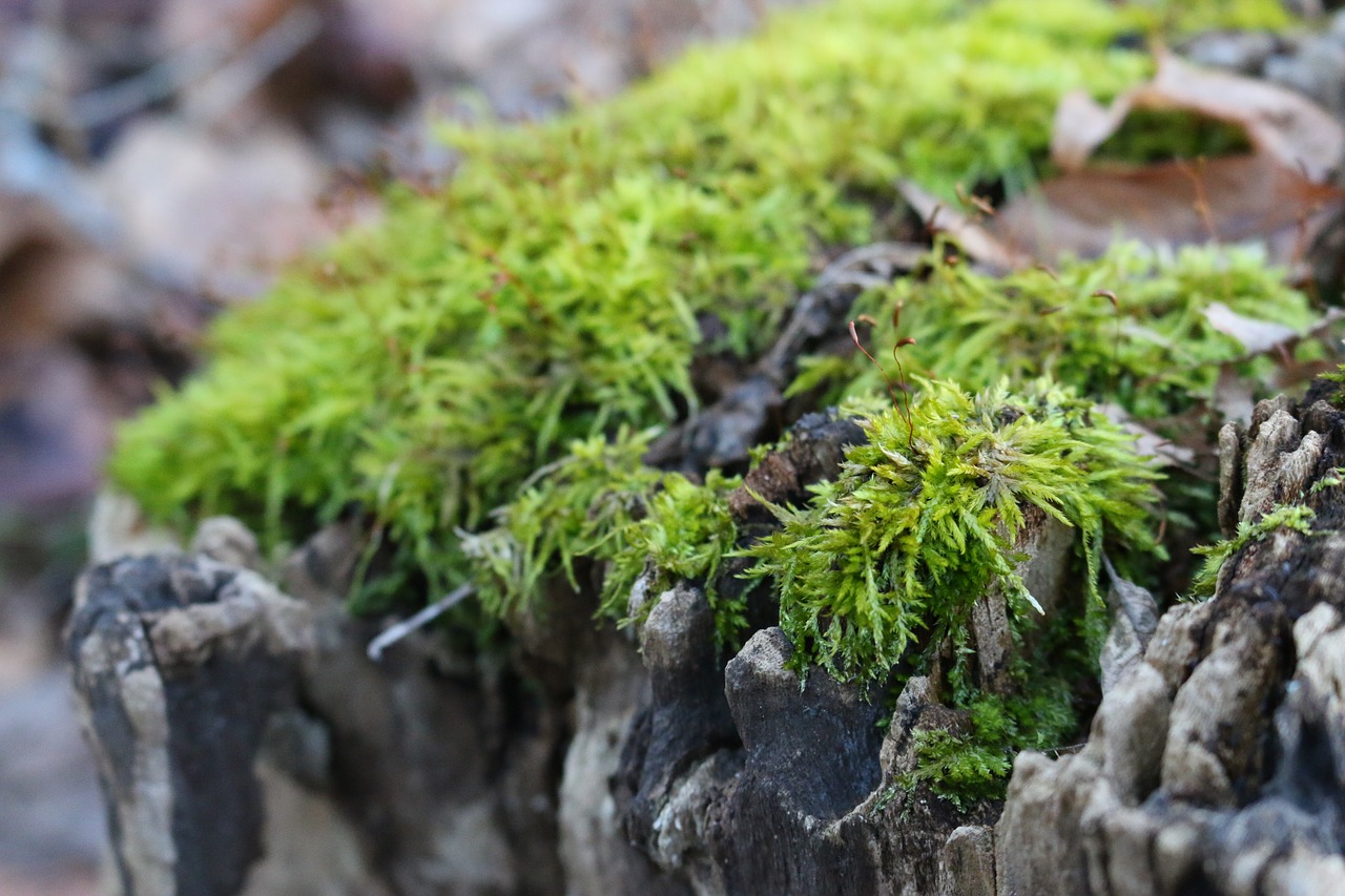 log  moss  nature free photo