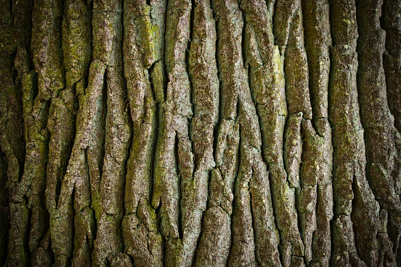 log  tree  bark free photo