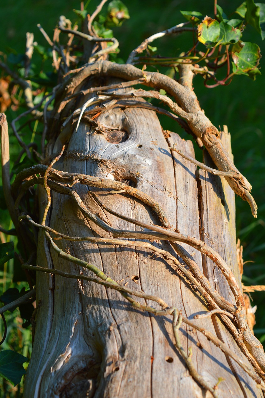 log  nature  close up free photo