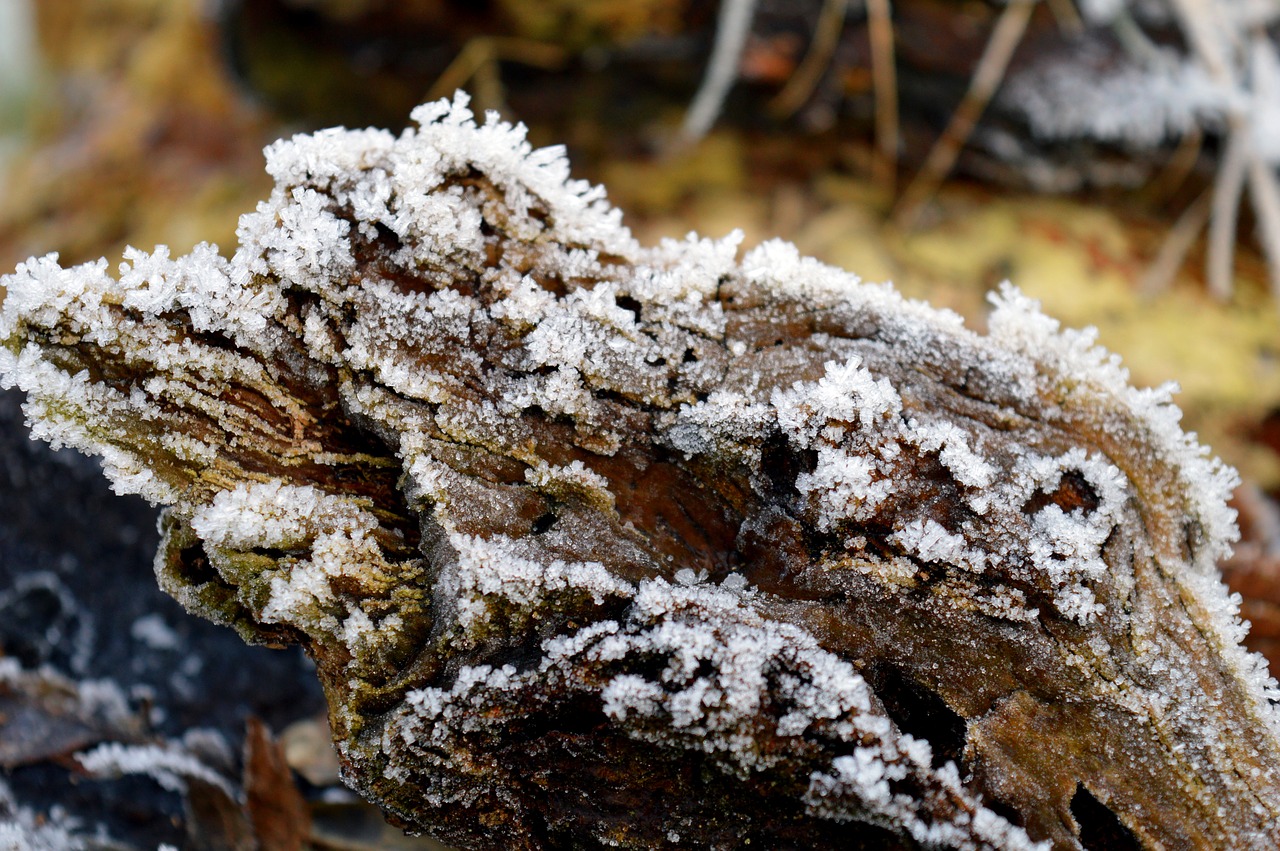 log  tree root  winter free photo