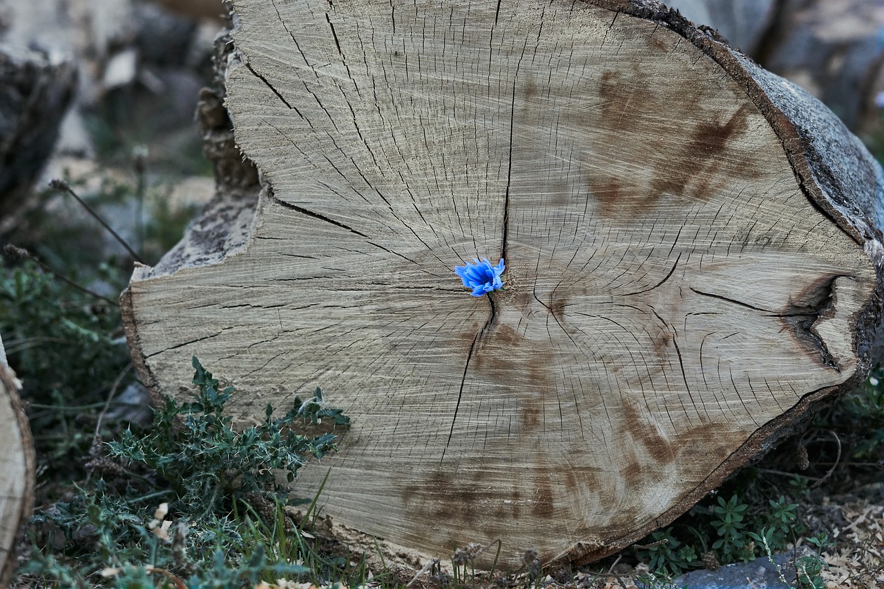 log  wood  flower free photo