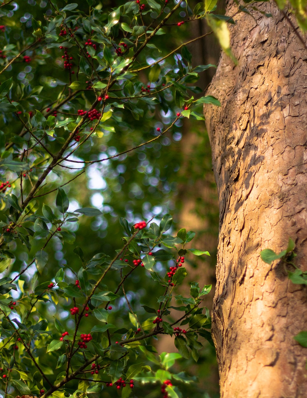 log  holly  tree bark free photo