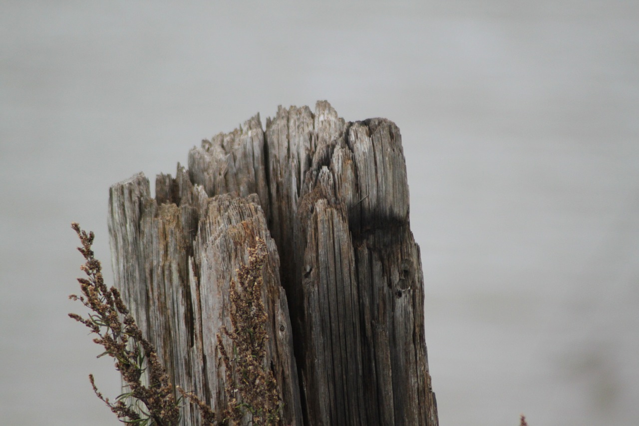 log tree bark nature free photo