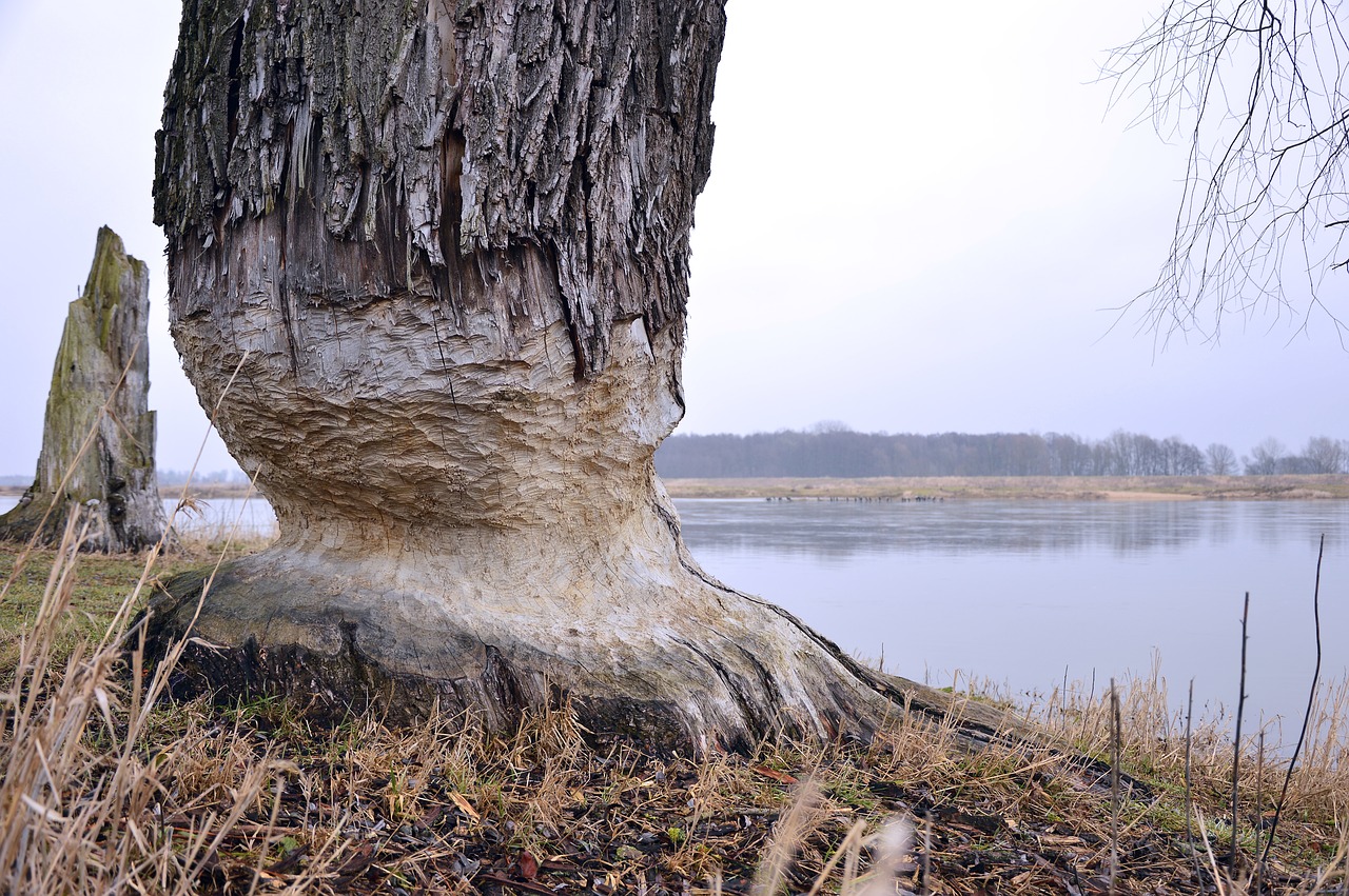 log  beaver eating  damage free photo